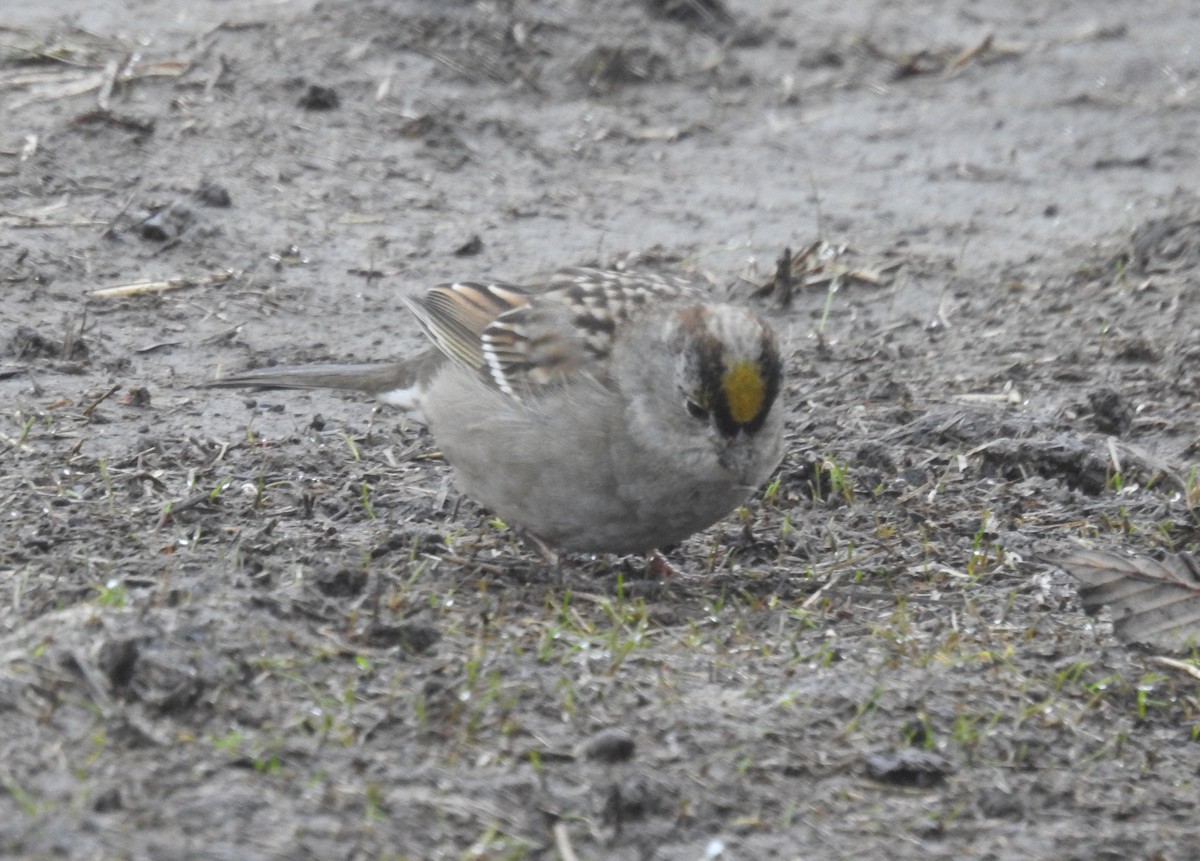 Golden-crowned Sparrow - ML214274691