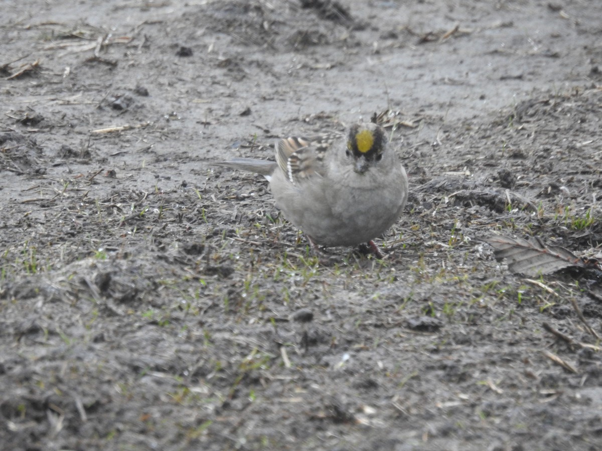 Golden-crowned Sparrow - ML214274721