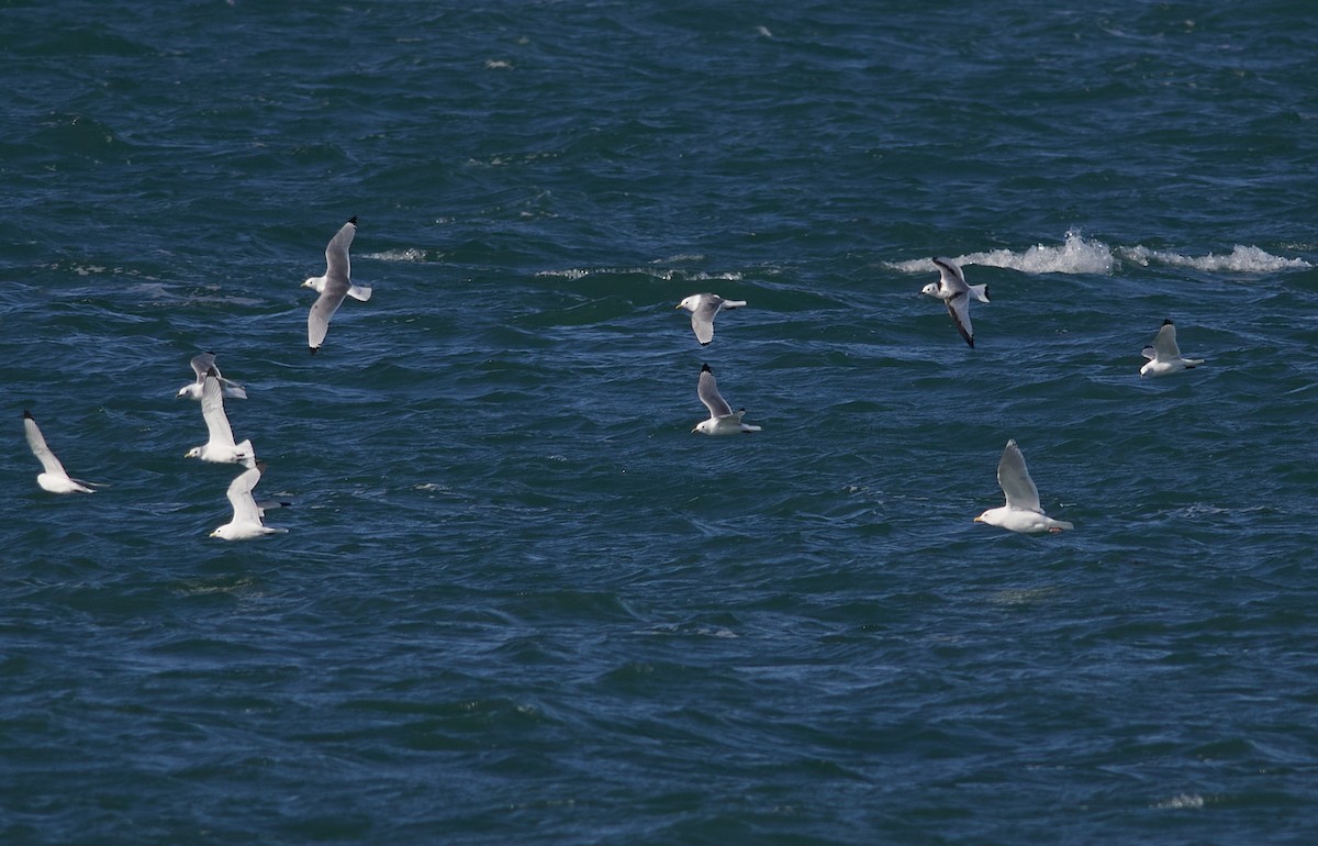 Black-legged Kittiwake - ML214274991