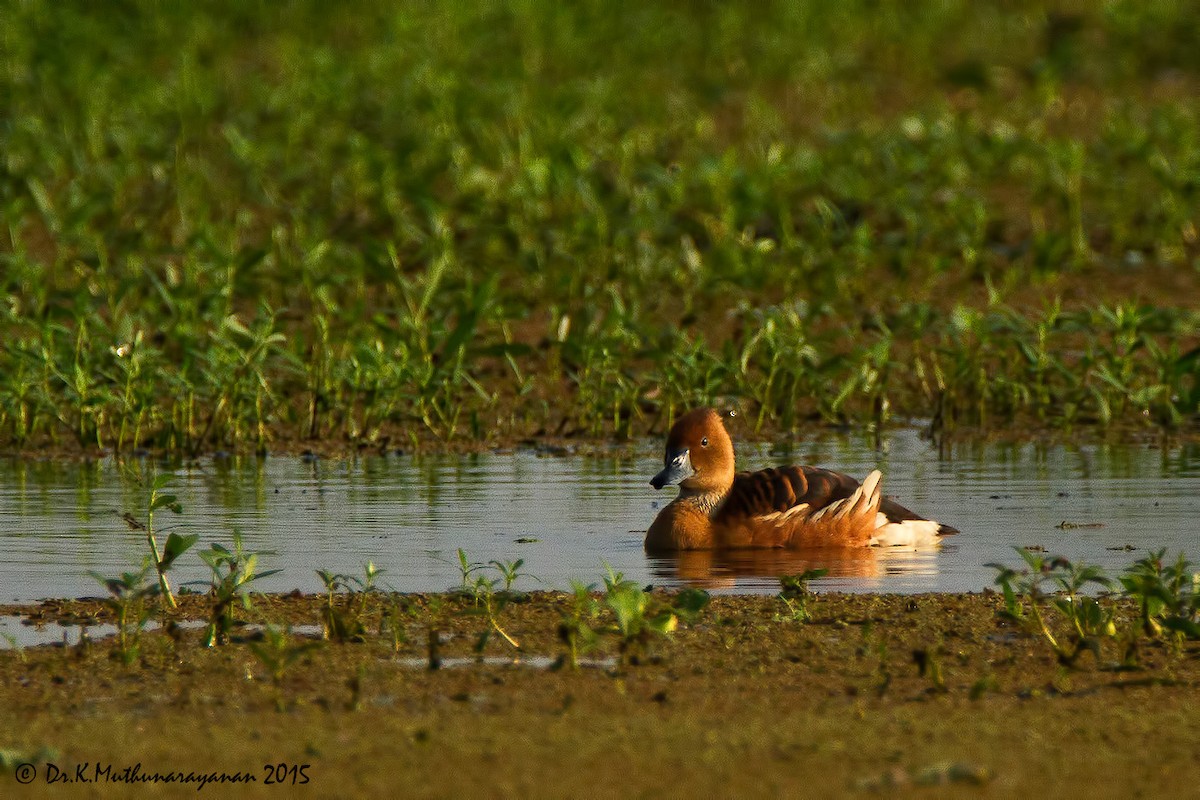 husička bažinná - ML21427531