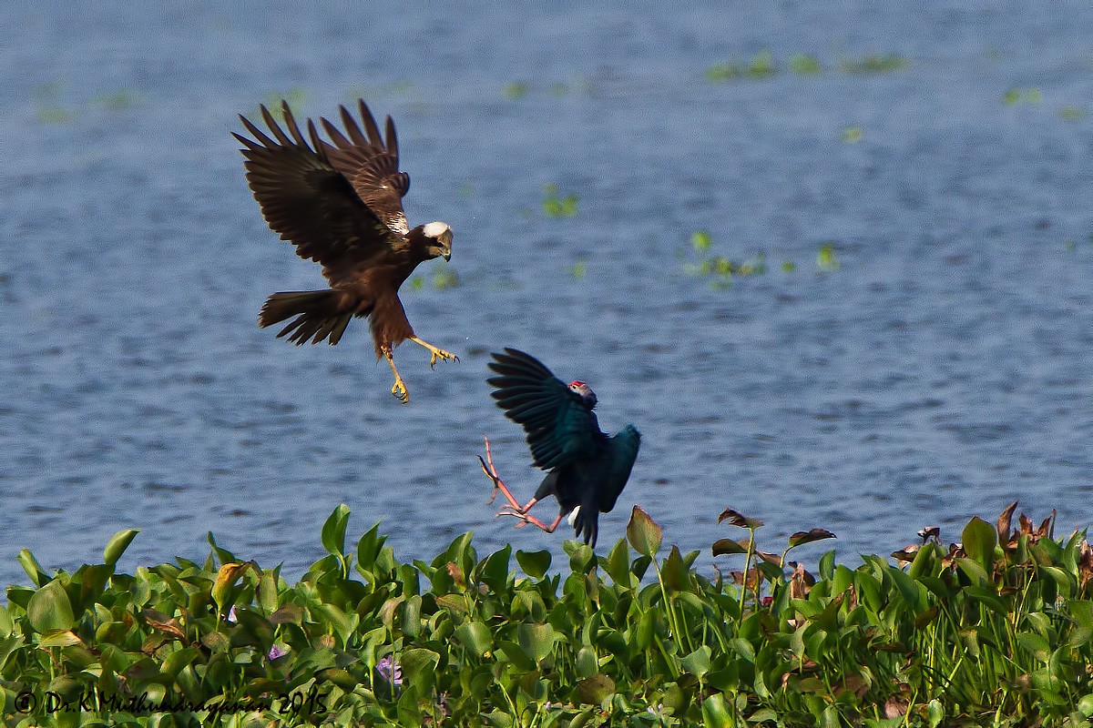 moták pochop - ML21427541