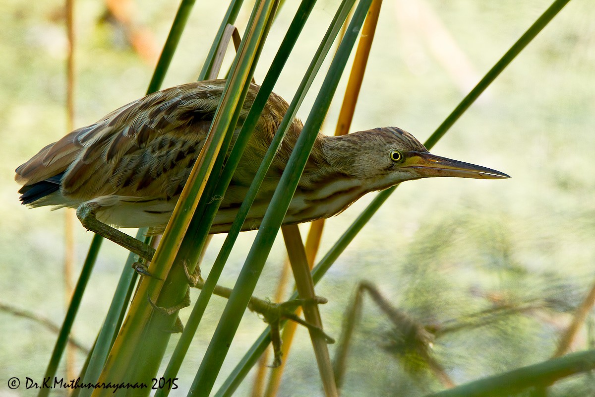 bukáček žlutonohý - ML21427551