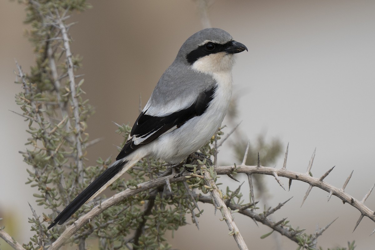Great Gray Shrike (Sahara) - Miguel Rouco