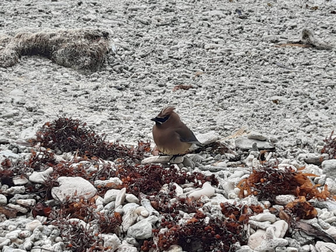 Cedar Waxwing - ML214277671