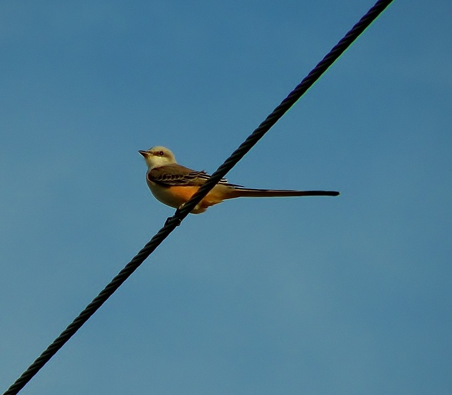 Scissor-tailed Flycatcher - Dorothy Dunlap