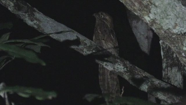 Long-tailed Potoo - ML214277981