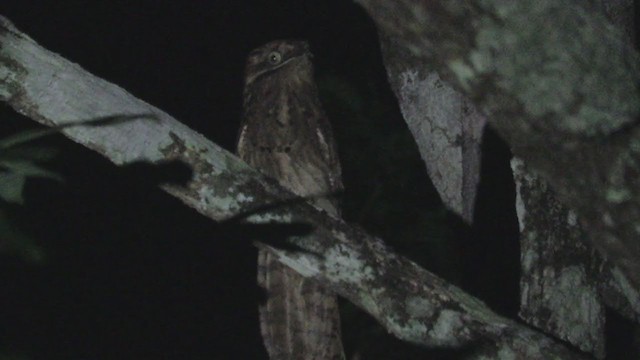 Long-tailed Potoo - ML214279461