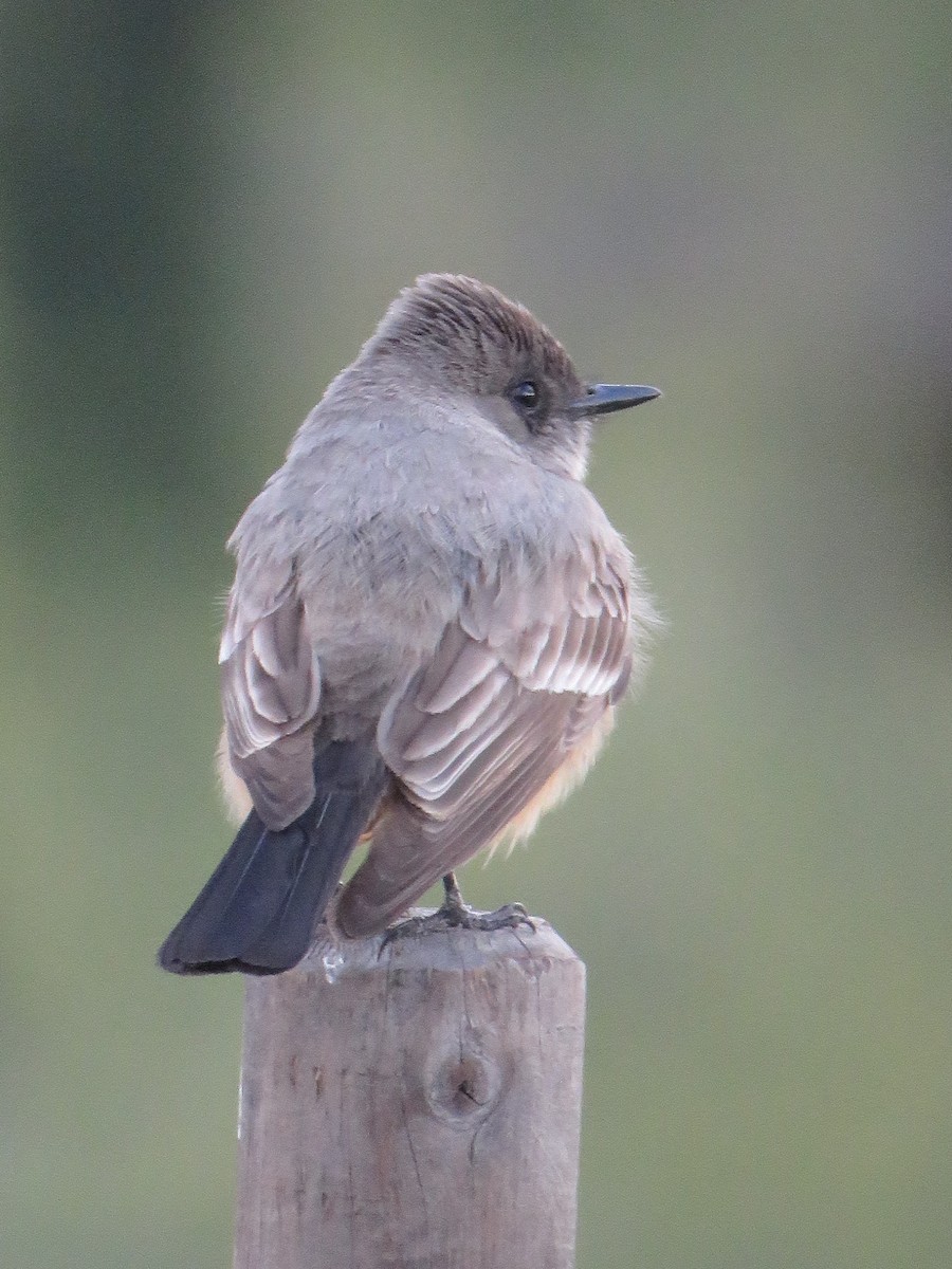 Say's Phoebe - Andrew Emlen