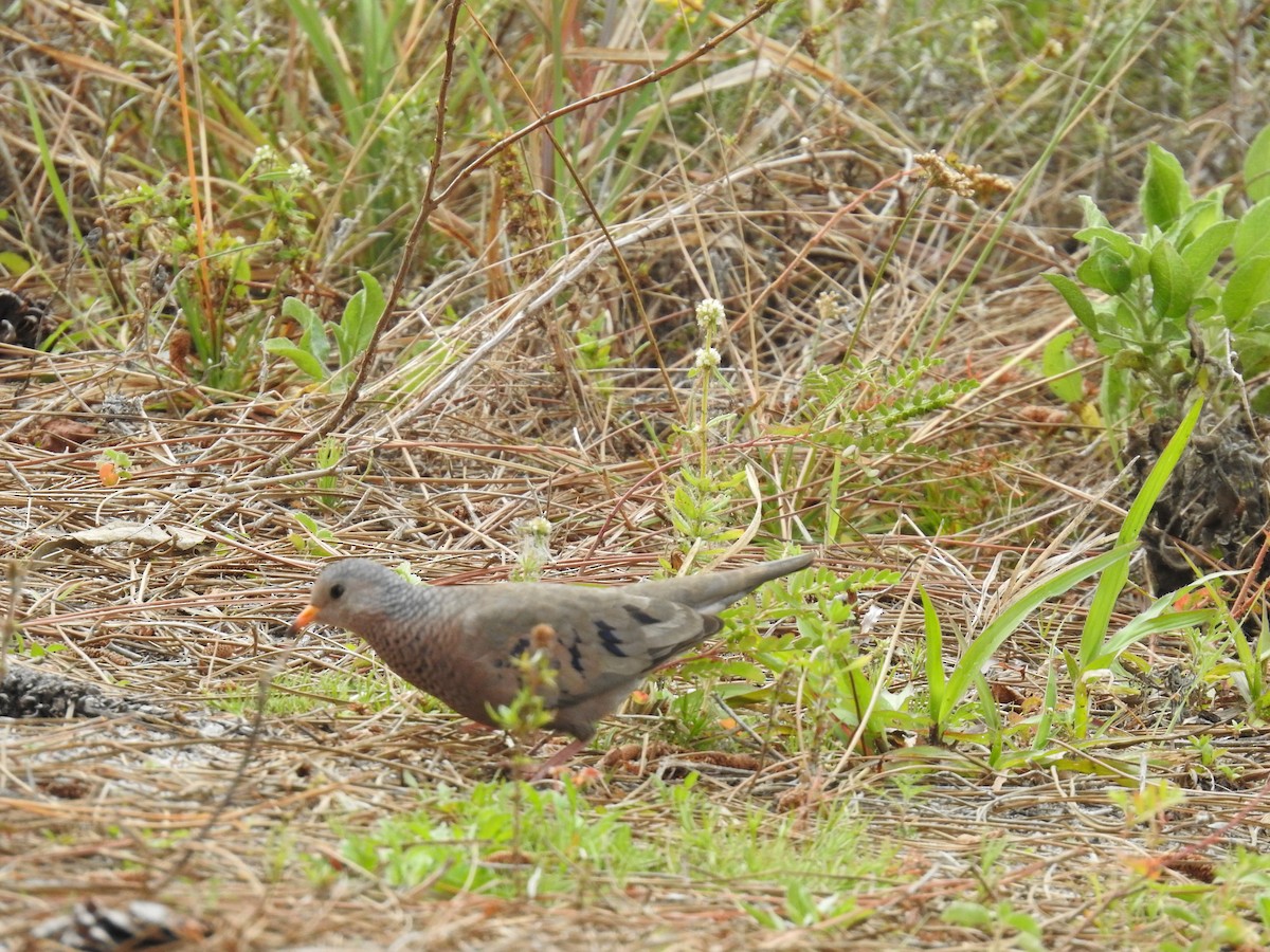 Common Ground Dove - ML214282231