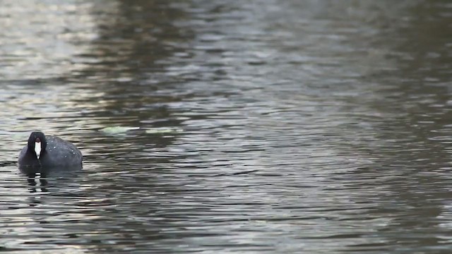 American Coot (Red-shielded) - ML214283241