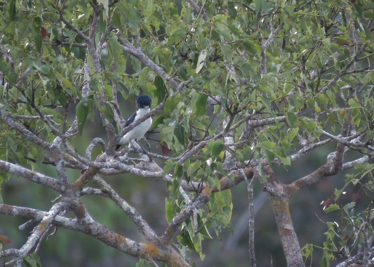 Glossy-backed Becard - Arthur Gomes