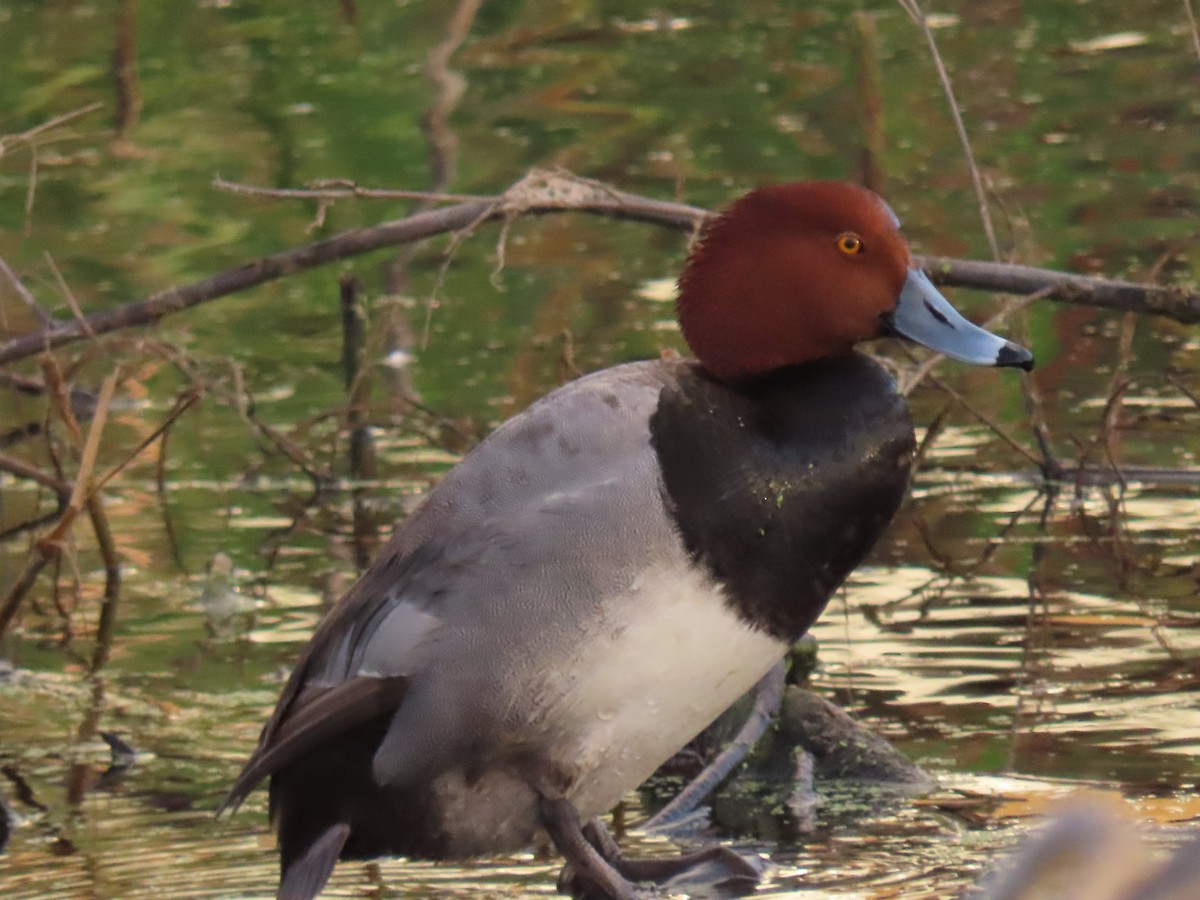 Fuligule à tête rouge - ML214284141