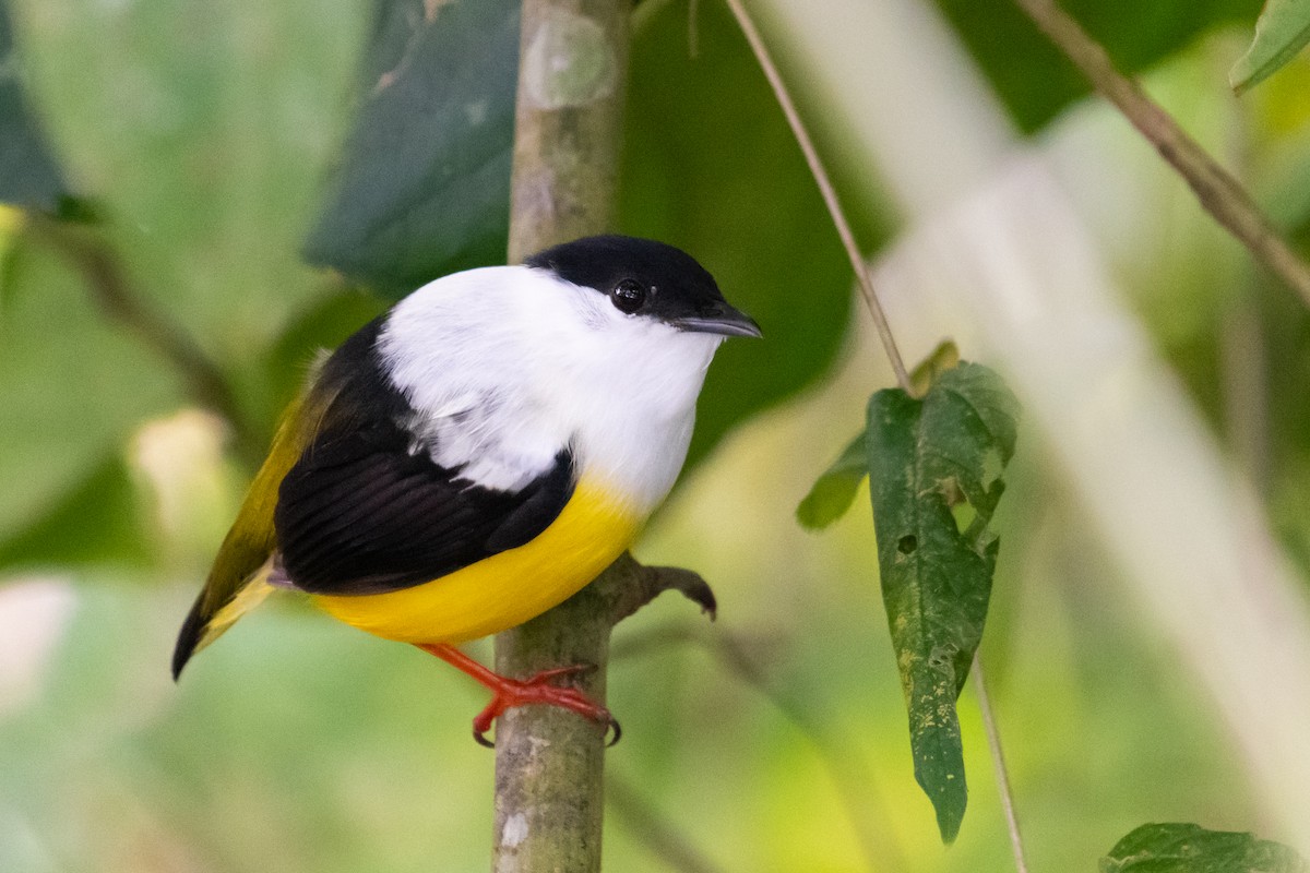 White-collared Manakin - ML214284471