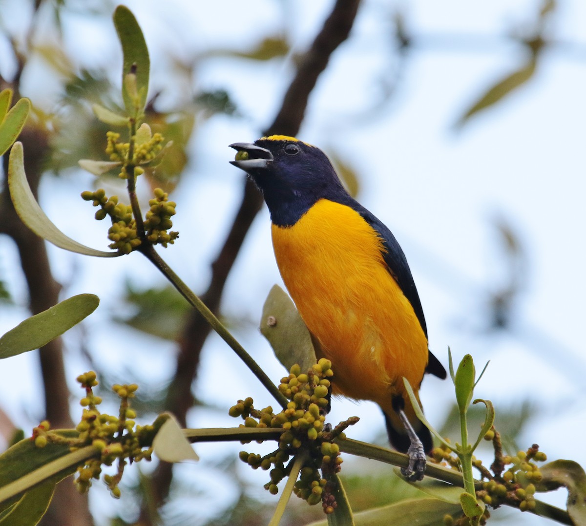 Trinidad Euphonia - Margareta Wieser