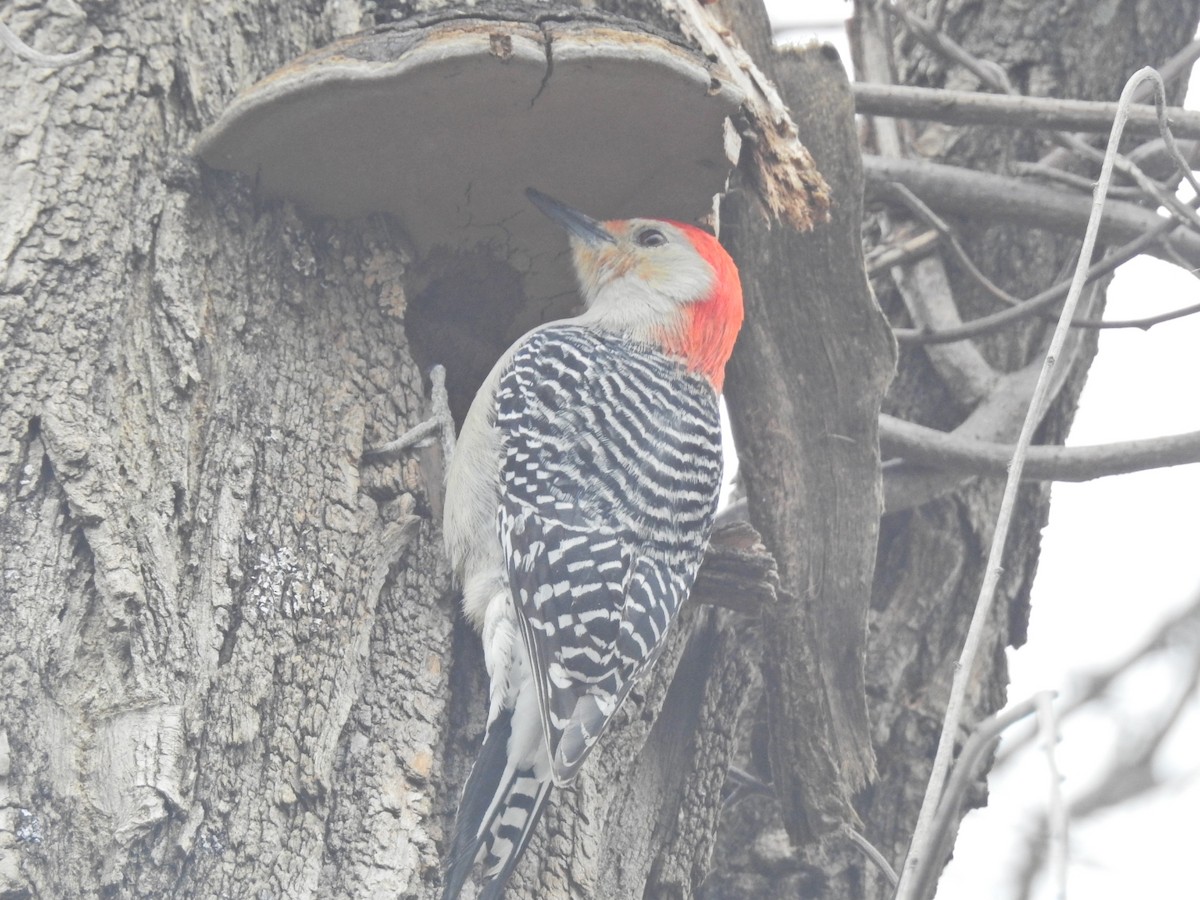 Red-bellied Woodpecker - ML214285641