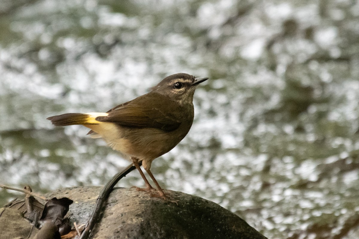 Buff-rumped Warbler - ML214286301