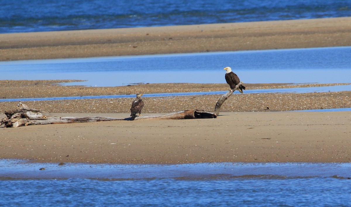 Bald Eagle - ML214286791