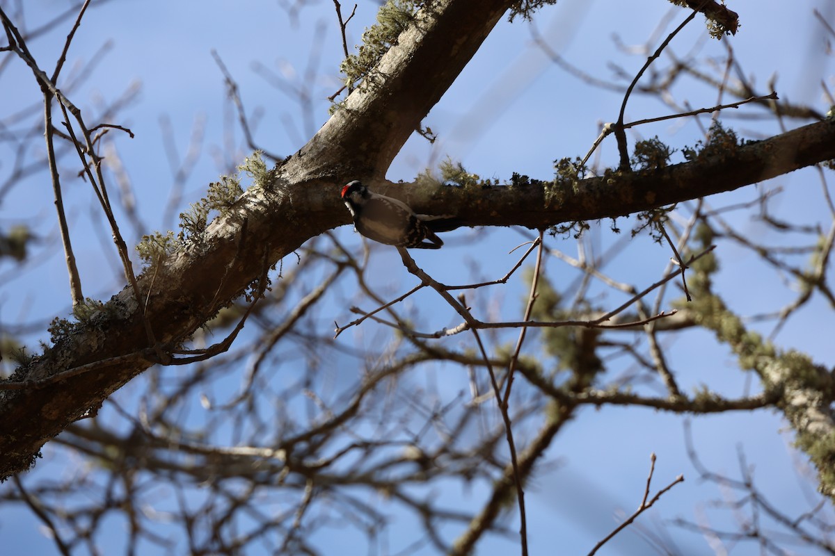 dunspett - ML214286871