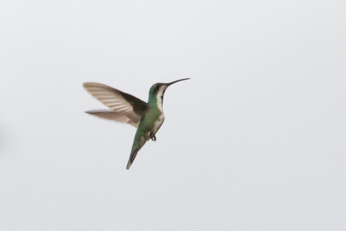 Green-breasted Mango - ML214287181