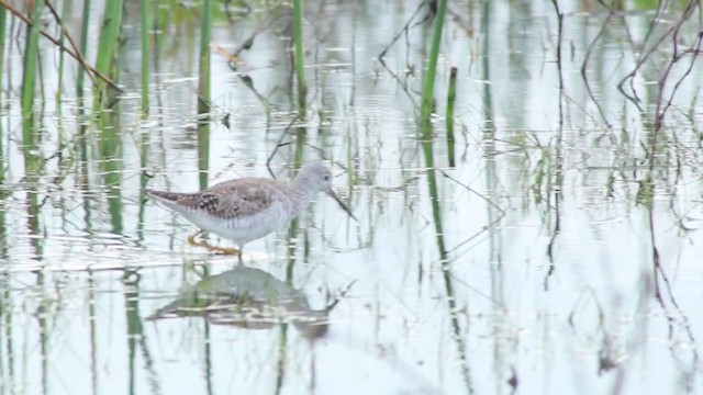 Greater Yellowlegs - ML214287901