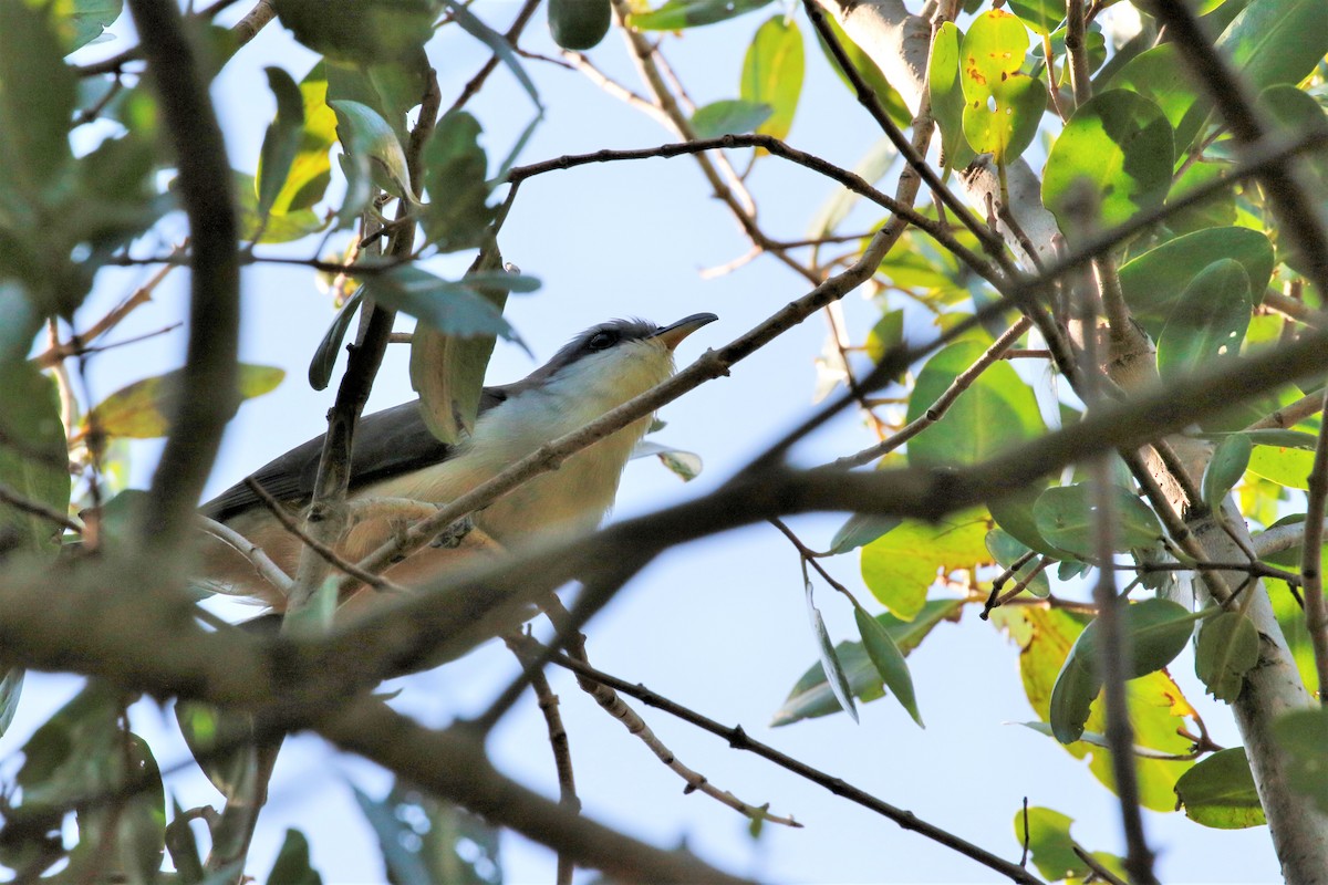 Mangrove Cuckoo - ML214288001
