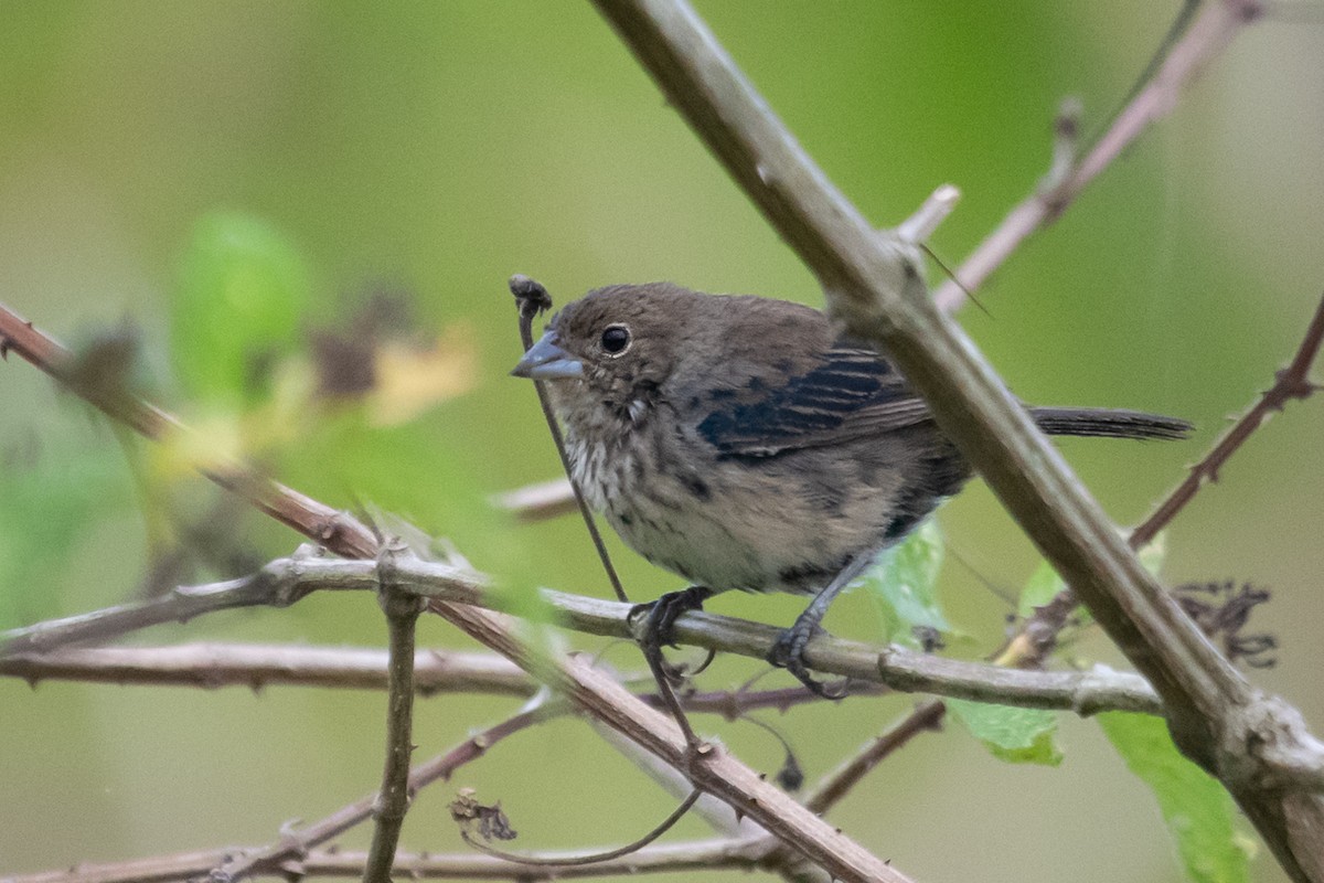 Blue-black Grassquit - ML214288531