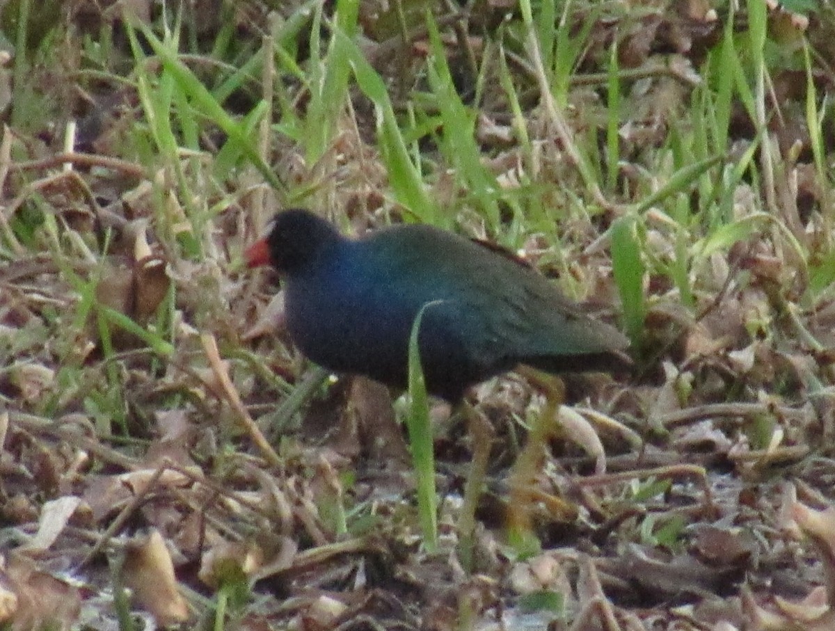 Purple Gallinule - ML214289631