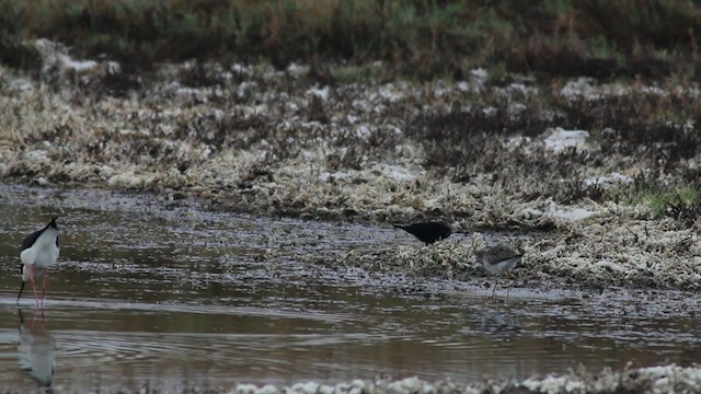 Greater Yellowlegs - ML214291391