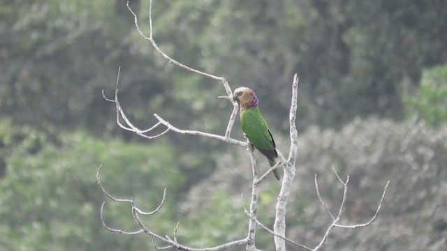 Red-fan Parrot - ML214291541