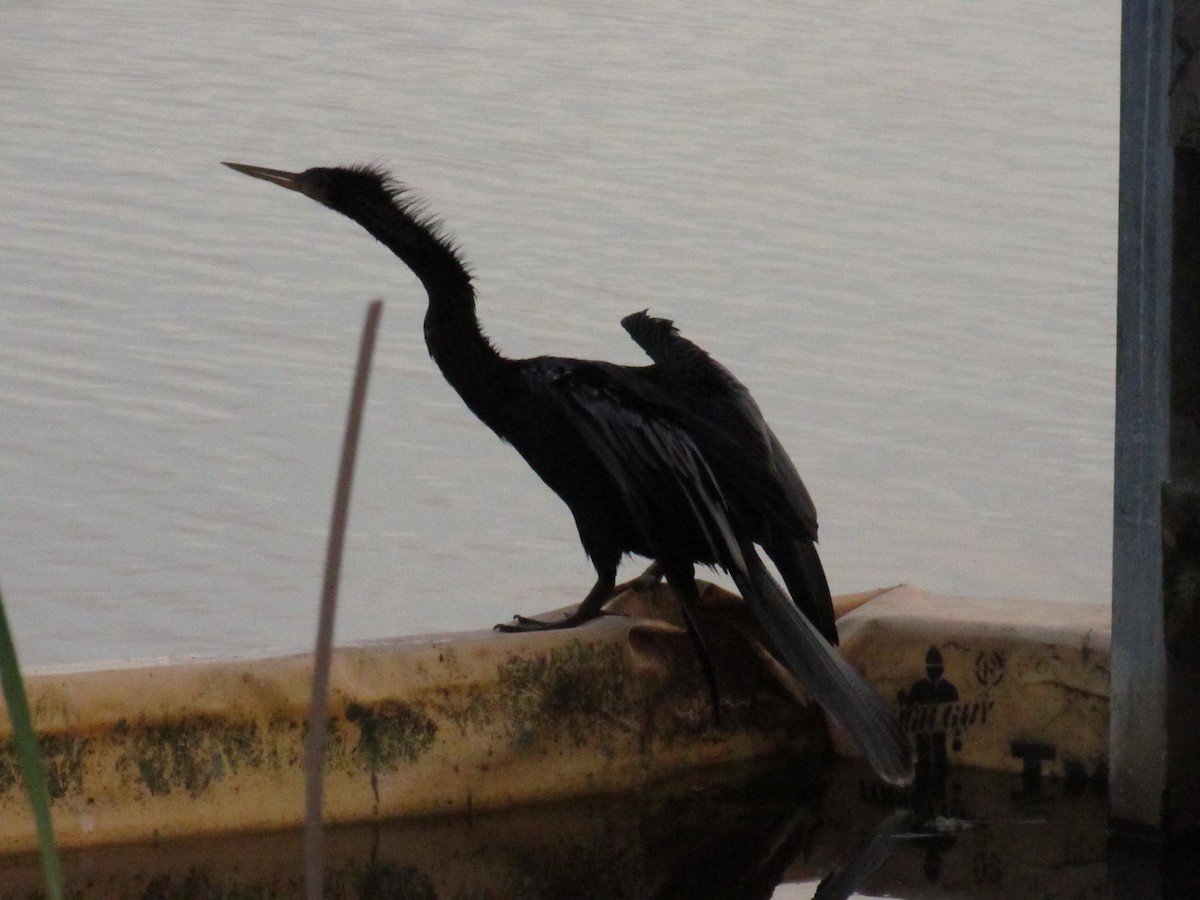 anhinga americká - ML214293231