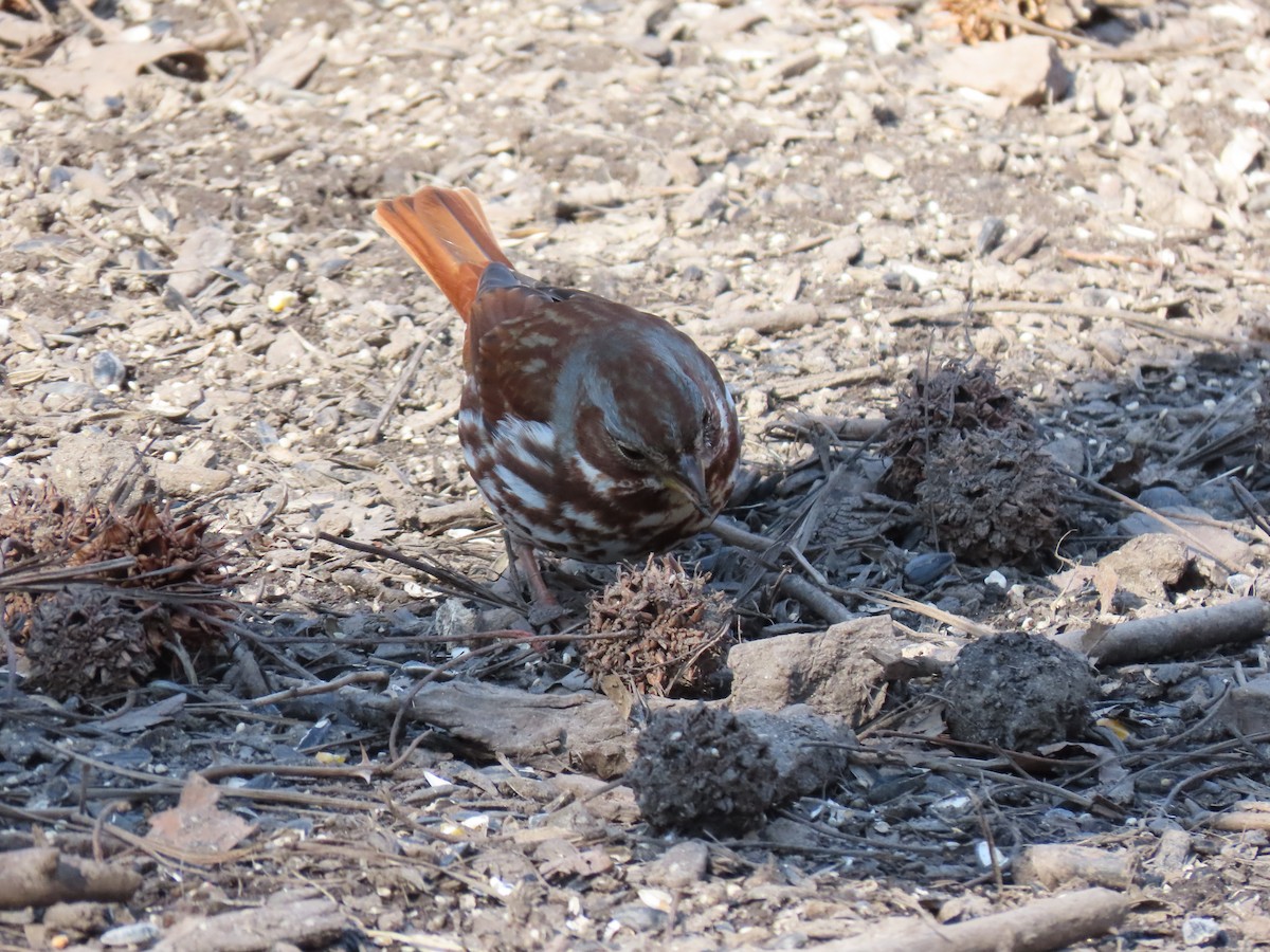 Fox Sparrow - ML214293331