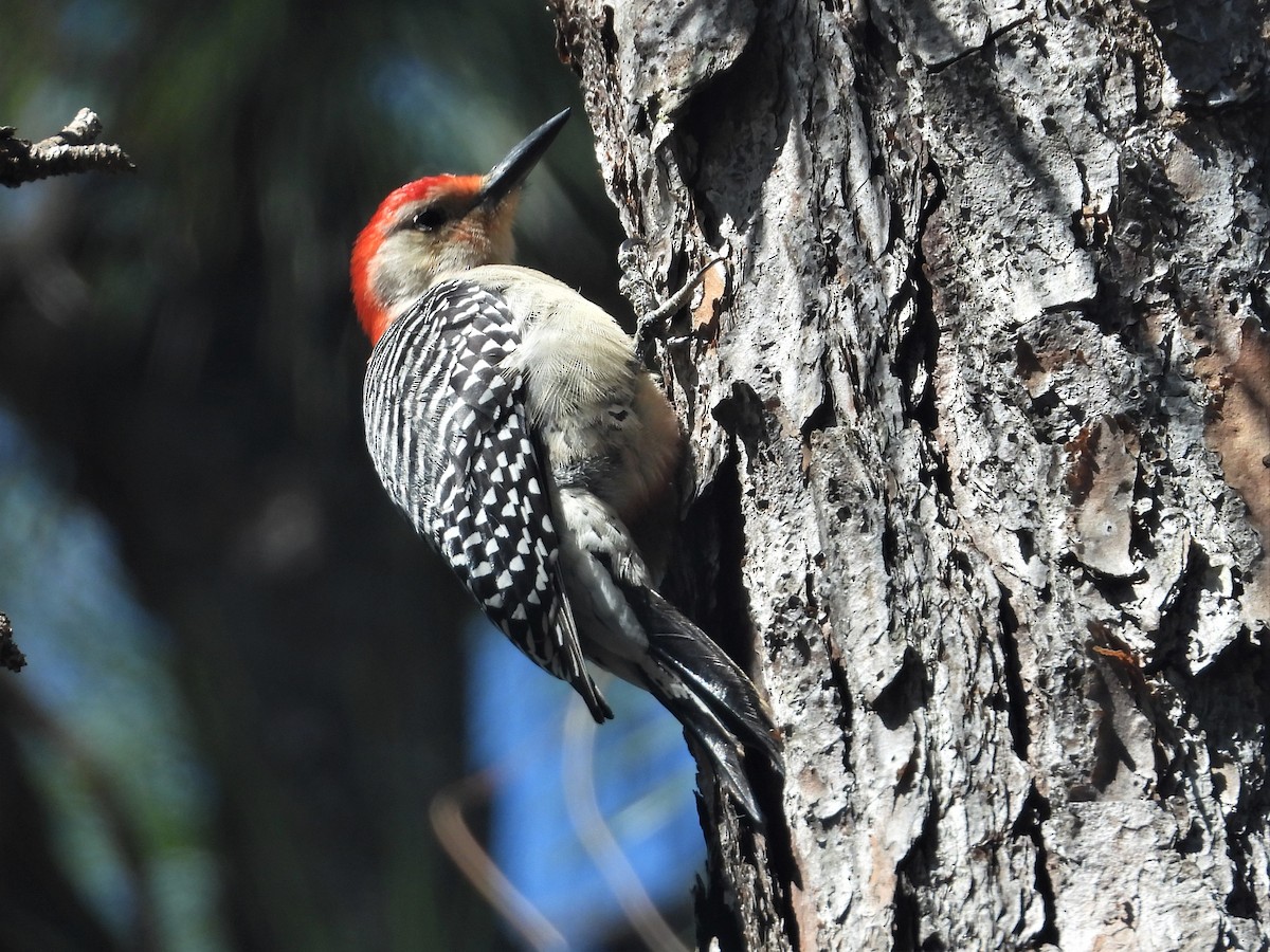 Red-bellied Woodpecker - ML214293341