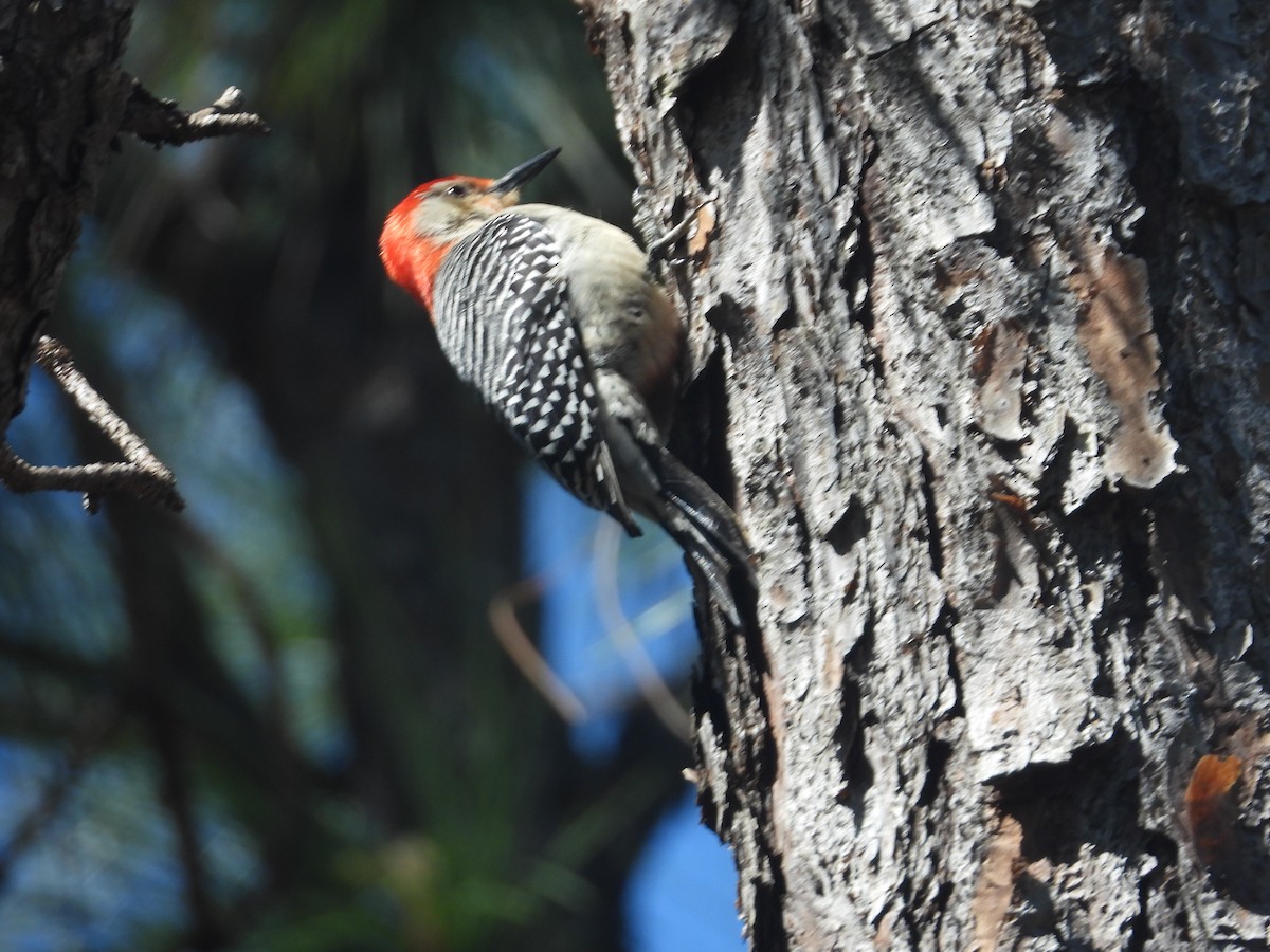 Red-bellied Woodpecker - ML214293511