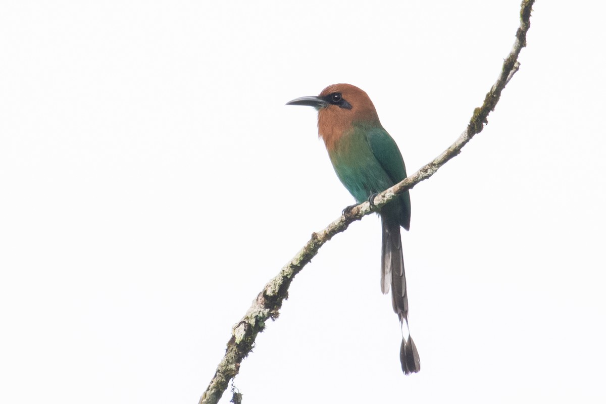 Broad-billed Motmot - ML214295881