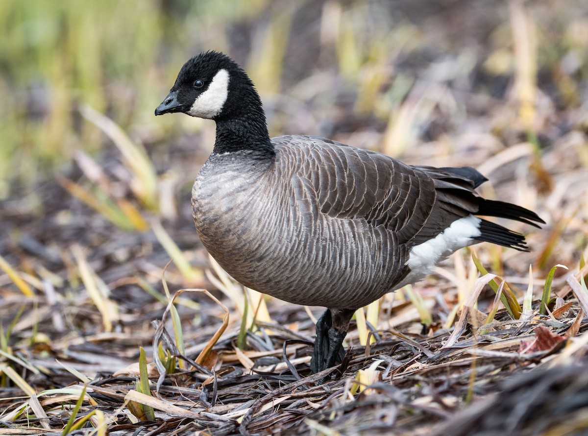 Cackling Goose (minima) - ML214296091