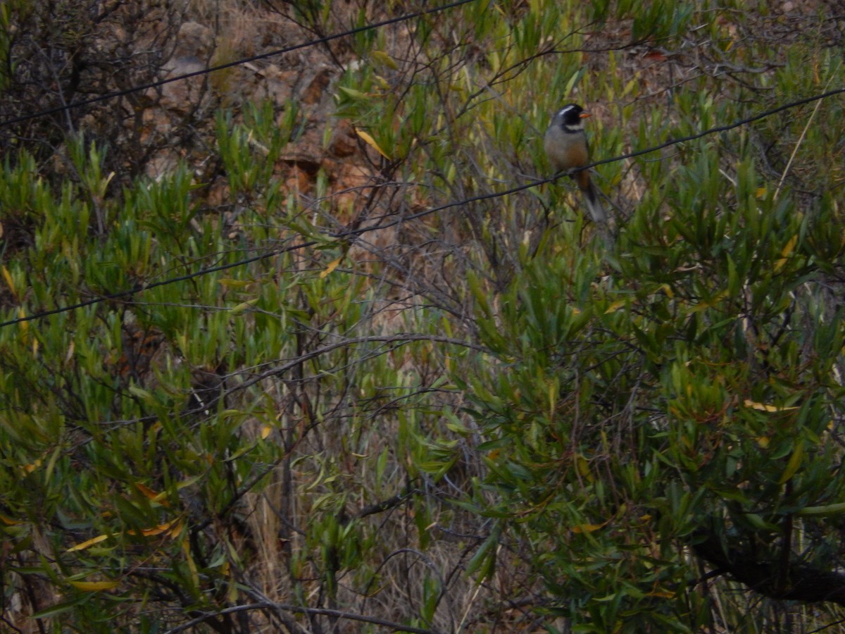 Golden-billed Saltator - ML214296731