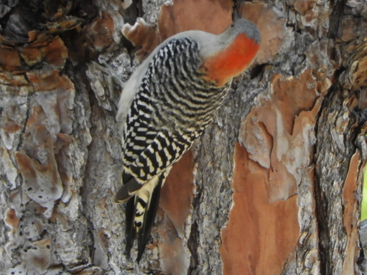 Red-bellied Woodpecker - ML214297521