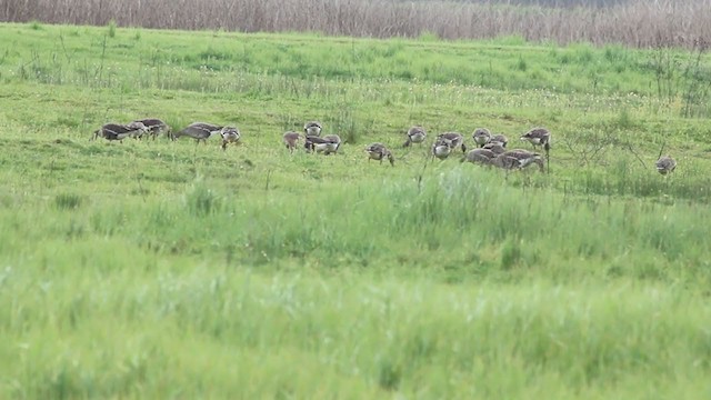 Greater White-fronted Goose - ML214297531