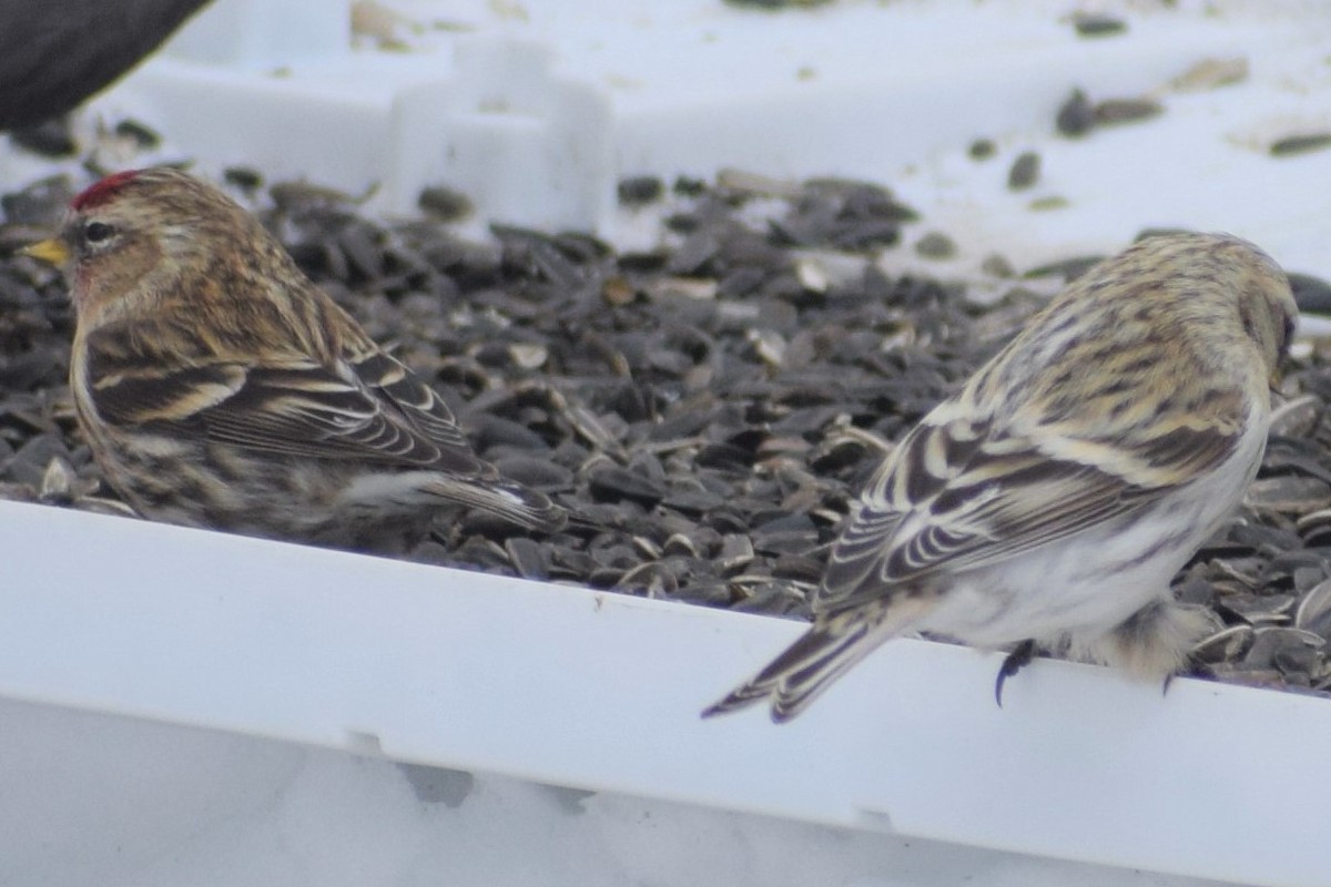 Hoary Redpoll - ML214297631