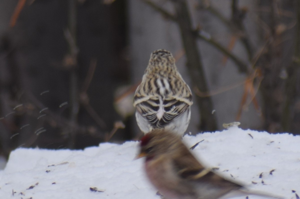 Hoary Redpoll - ML214297671