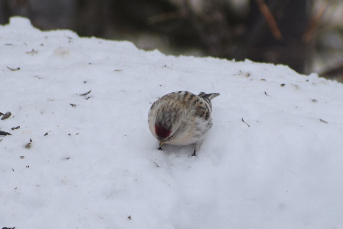 Hoary Redpoll - ML214297751