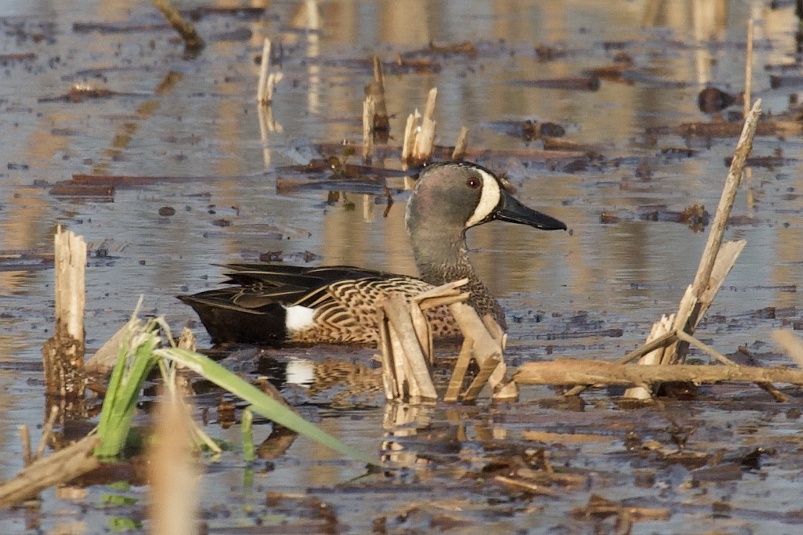 Blue-winged Teal - ML214297841