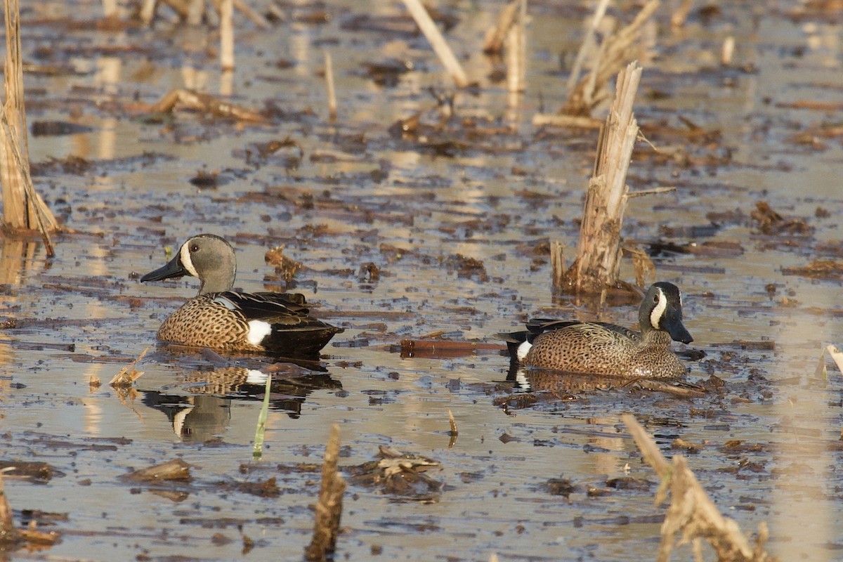 Blue-winged Teal - ML214297871