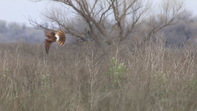 Northern Harrier - ML214298281