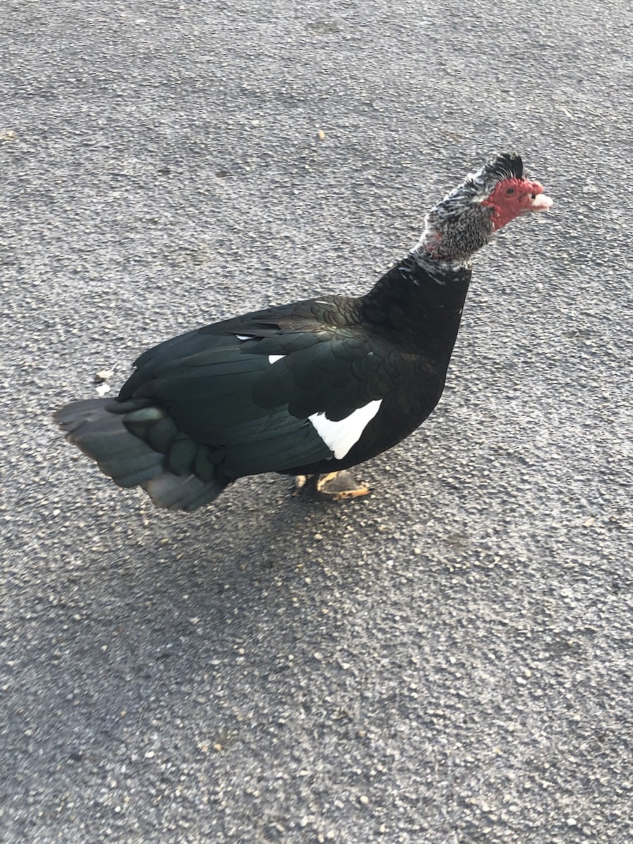 Muscovy Duck (Domestic type) - ML214298631