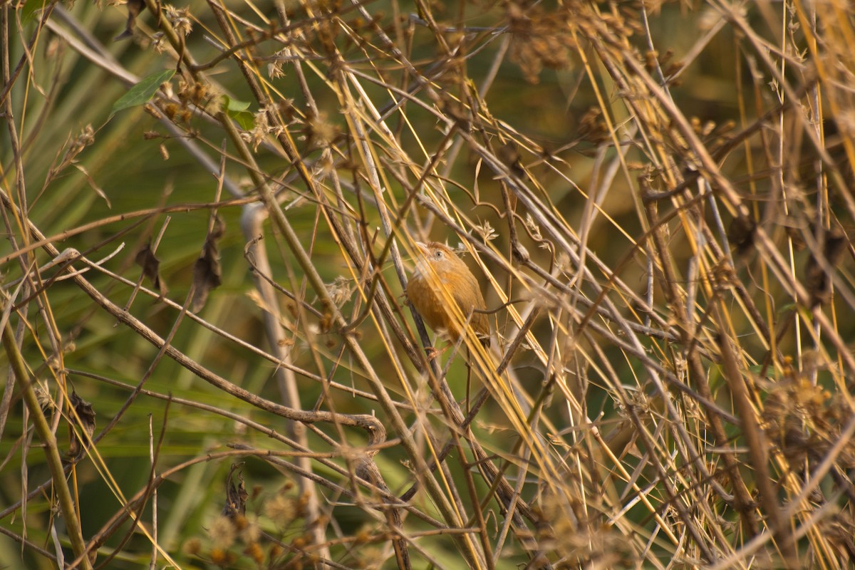 Tawny-bellied Babbler - Vineeth Kartha