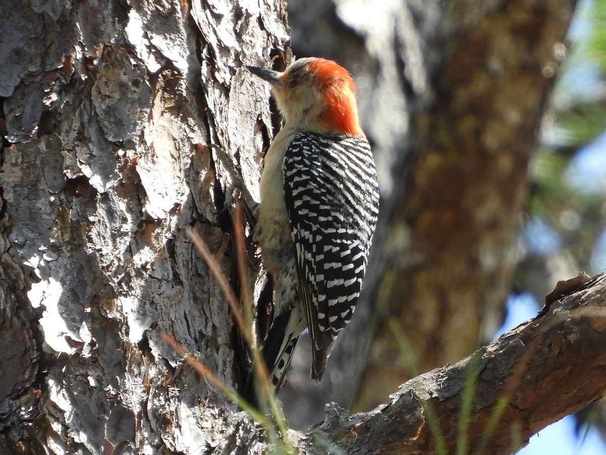 Red-bellied Woodpecker - ML214299451