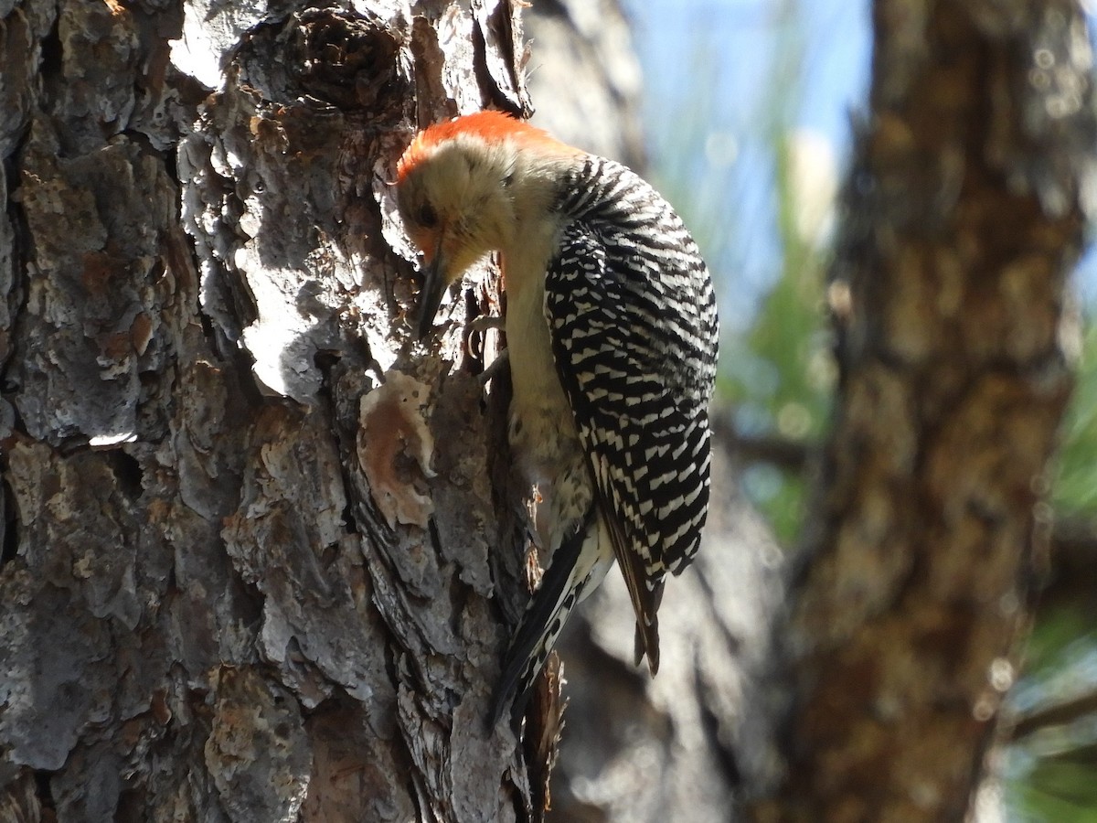 Red-bellied Woodpecker - ML214299561