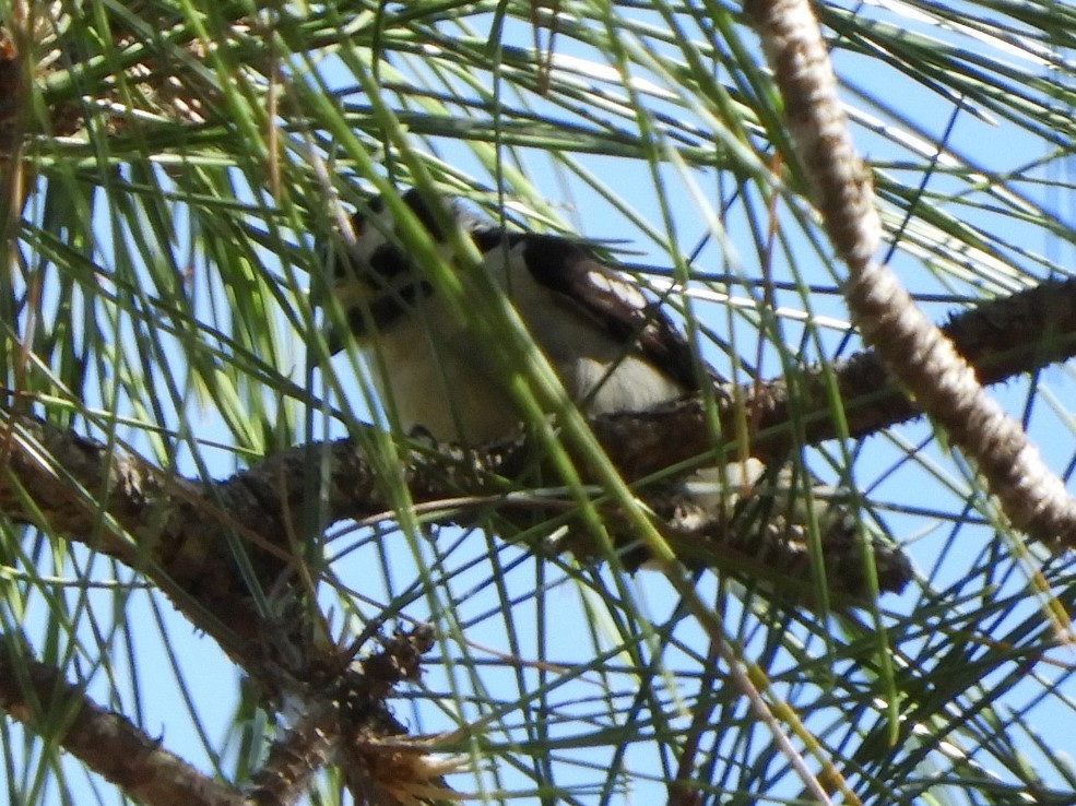 Downy Woodpecker - ML214299631