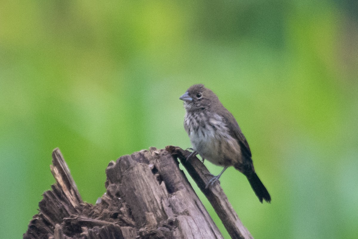 Blue-black Grassquit - ML214299861